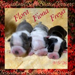 Freya - Black and white female Boston Terrier puppy in Brazos Point, Texas from TX Southern Belle Boston Terriers