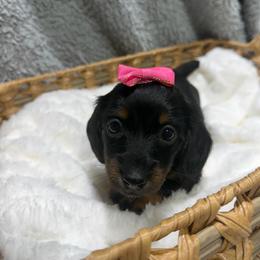 Delilah(AKC) - Black and tan female Dachshund puppy in Mansfield, Missouri from Owens Farm