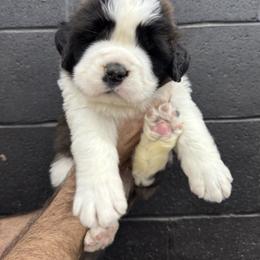 Saint Bernard Puppies from Northwoods Saint Bernards