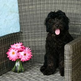 Sheepadoodle Puppies from Riley Grace Puppies