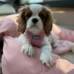 Cavalier King Charles Spaniel Puppies from Farmhouse Cavaliers NC