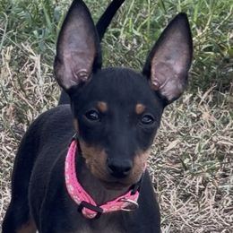 Girl 2 - Black and tan female Manchester Terrier puppy in Tampa, Florida from Belev Itornot Manchester Terriers