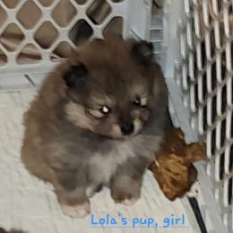 Girl 1 - Blue sable female Pomeranian puppy in Turnersville, New Jersey from MK Exquisite Poms