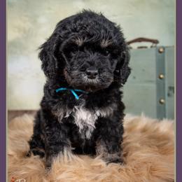 Goldie - Black male Bernedoodle puppy in Connersville, Indiana from Deaz Doodle Ranch