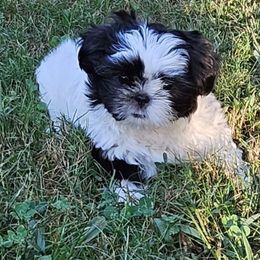 Shih Tzu Puppies from My Precious Paws - Shih Tzu