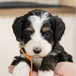 Hades - Orange Collar Male - Tri-color male Bernedoodle puppy in Kamas, Utah from A + E Farms