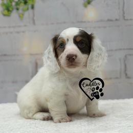 Tucker - Piebald male Dachshund puppy in Nashville, Arkansas from Cuddles n Curls