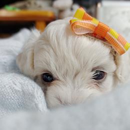 Companion Cross, Havanese, Mal-Shi, Maltese, Maltipoo, Morkie, and Shih Tzu Puppies from Seeking Shalom Acres Maltese, Maltipoos & Havamalts