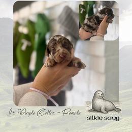 Silkie Song - Lt. Purple Collar - Merle female Goldendoodle puppy in Garland, Texas from Twilight Doodles
