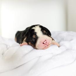 Mocha - Tri-color female Bernedoodle puppy in Peoria, Arizona from Wroth's Paws