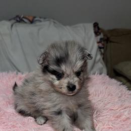 Robin - Blue merle female Pomeranian puppy in Fort Worth, Texas from Alo's Pom's