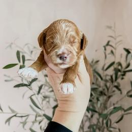 Twinkle Twinkle Little Star (Our Mother Goose Nursery Rhyme litter) - Red  female Goldendoodle puppy in Hopkins County, Texas from Boutique Doodles