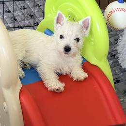 West Highland White Terrier Puppies from SunPeak West Highland White Terriers