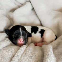 Tulpi - Black and white female Shihpoo puppy in Hopkins County, Texas from Boutique Doodles
