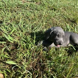 Weimaraner Puppies from Georgia Line Weimaraners