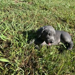 Weimaraner Puppies from Georgia Line Weimaraners