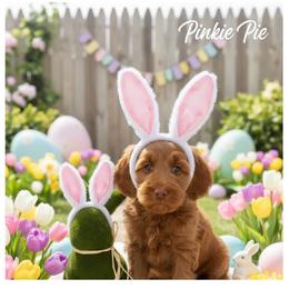 Pinkie Pie - Apricot female Australian Labradoodle puppy in Gladstone, Oregon from Beaver State Labradoodles