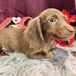 Caramel - Chocolate female Dachshund puppy in Cabool, Missouri from Dachshund's of Country Magic Farms in Missouri