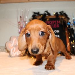 Dachshund Puppies from Kingpin Doxies
