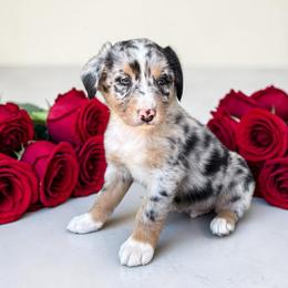 Banjo Tilton - Blue merle male Australian Shepherd puppy in Statesville, North Carolina from Charming Australian Shepherds
