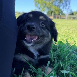 Boy 4 - Black tri male Miniature Australian Shepherd puppy in Arcadia, Indiana from Sunset Cowgirl Mini Aussies