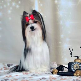 Gigilo - Biewer Terrier