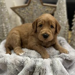 Candy Cane (Red Collar) - Red  female Goldendoodle puppy in Bay City, Texas from Charming Doods