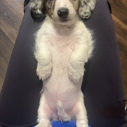 Dachshund Puppies from Logan’s Dashing Dachshunds