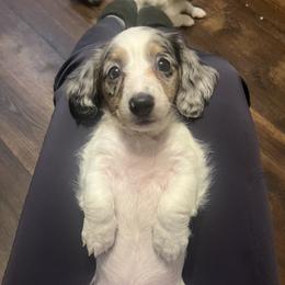 Dachshund Puppies from Logan’s Dashing Dachshunds