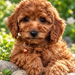 Girl 3 - Red  female Goldendoodle puppy in Sacramento, California from Golden doodles  Lovers