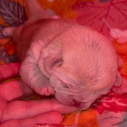 Pink-white girl - White female Pug puppy in Elma, Washington from Kismet Kennels, Exclusively Pugs