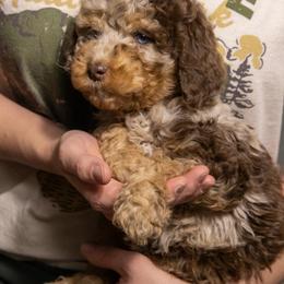 Aussiedoodle Puppies from Amos and Oak Doodles