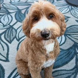 Daphne - Goldendoodle