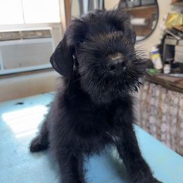 Zorro - Black male Giant Schnauzer puppy in Bois D’arc, Missouri from Down Low Kennels