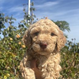 Grace - Apricot female Goldendoodle puppy in Waterford, California from Alvdoodles