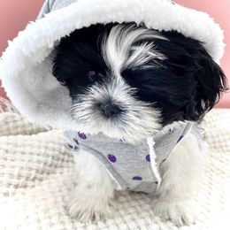 Shih Tzu Puppies from Arizona Sunrise Shih Tzus