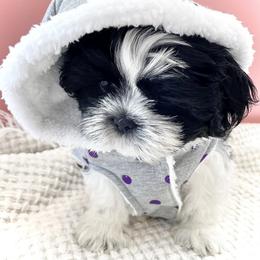 Shih Tzu Puppies from Arizona Sunrise Shih Tzus