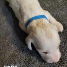 Dachshund Puppies from Weenies on the Lake