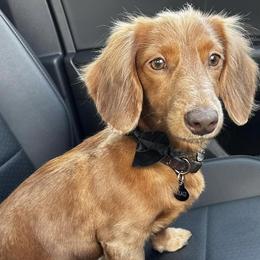 Dachshunds from East Texas Dachshunds