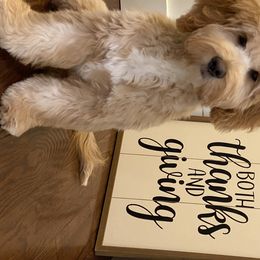 Goldendoodle Puppies from Harpers Goldendoodles on the Hill