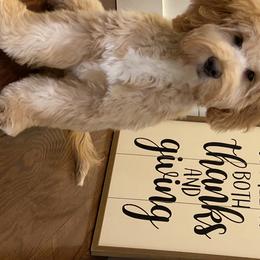 Goldendoodle Puppies from Harpers Goldendoodles on the Hill