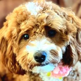 Maggie - Goldendoodle