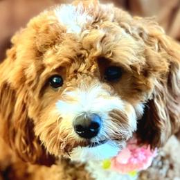 Maggie - Goldendoodle