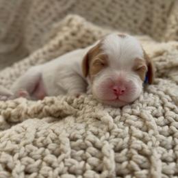 Blue - Blenheim male Cavapoo puppy in Arlington, Texas from Van Haselen Poodles and Doodles