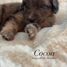 Bernedoodle, Goldendoodle, and Poodle Puppies from JensenBelle Doodles