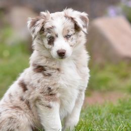 Australian Shepherds and Miniature Australian Shepherds from Aislin Fields