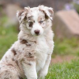 Australian Shepherds and Miniature Australian Shepherds from Aislin Fields