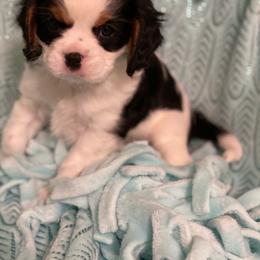 Cavalier King Charles Spaniel Puppies from Meyer's Cavalier