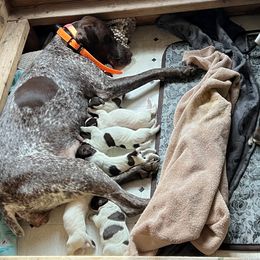 German Shorthaired Pointer puppies from New England Premier GSPs