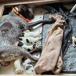 German Shorthaired Pointer puppies from New England Premier GSPs